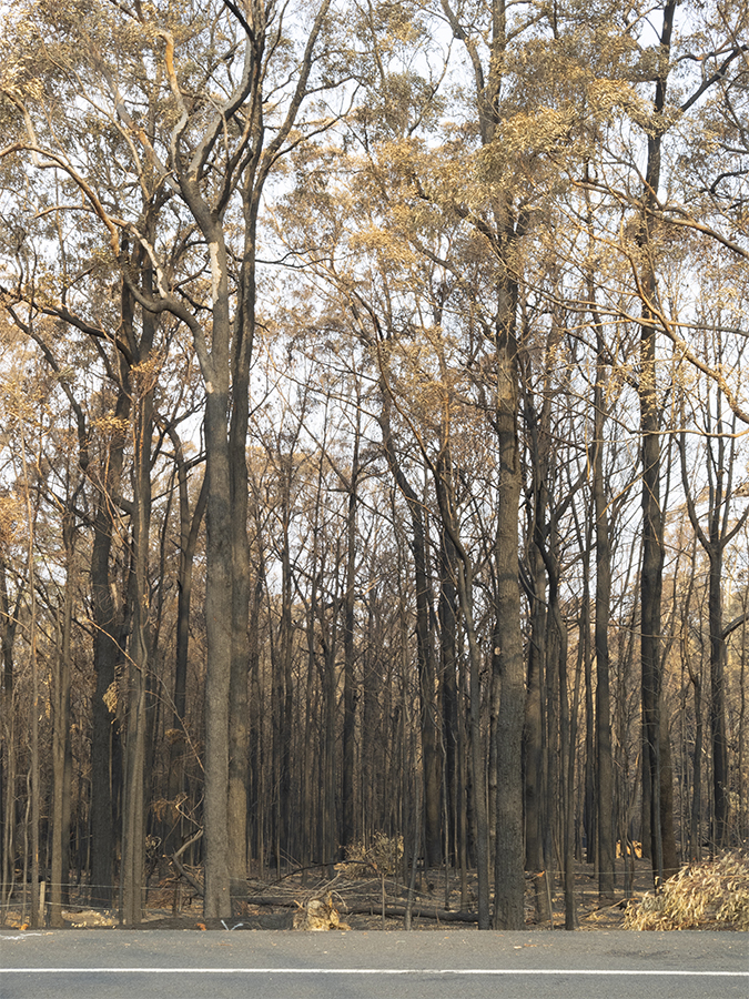 NSW Currowan fire